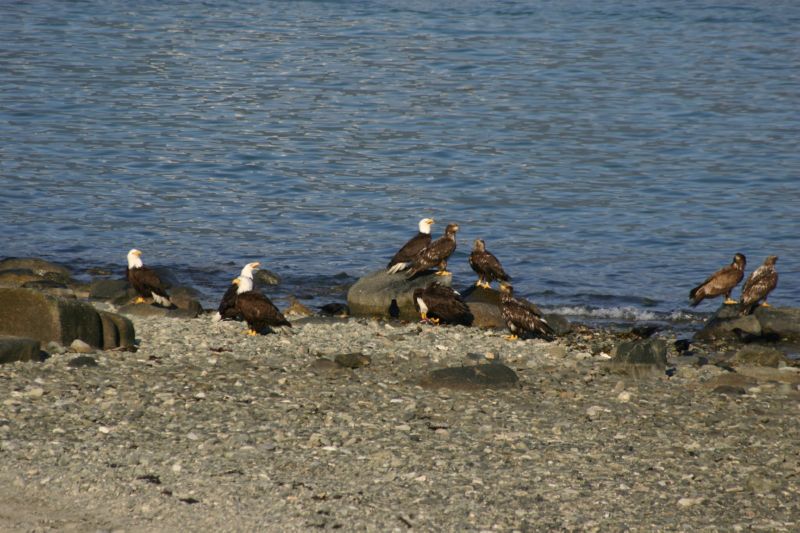 062404 Haines AK (10063)